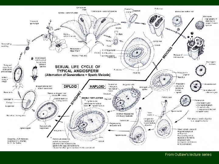 Angiosperm life cycle From Outlaw’s lecture series 