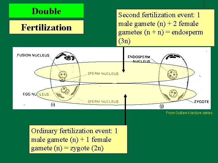 Double Fertilization Second fertilization event: 1 male gamete (n) + 2 female gametes (n