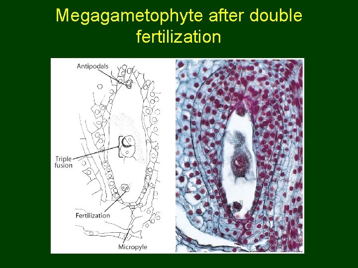 Megagametophyte after double fertilization 
