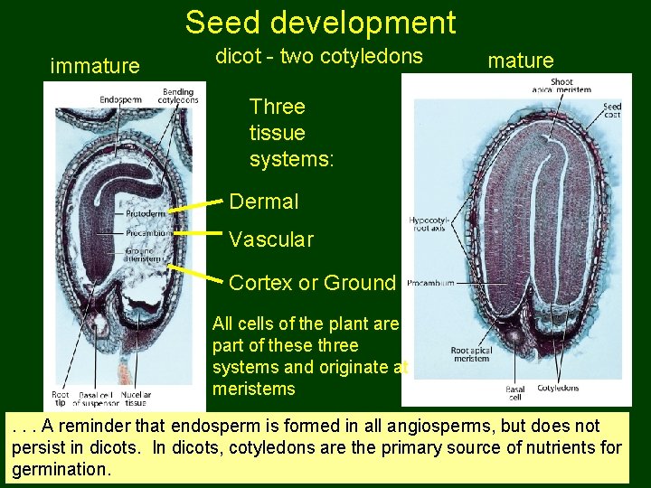 Seed development immature dicot - two cotyledons mature Three tissue systems: Dermal Vascular Cortex