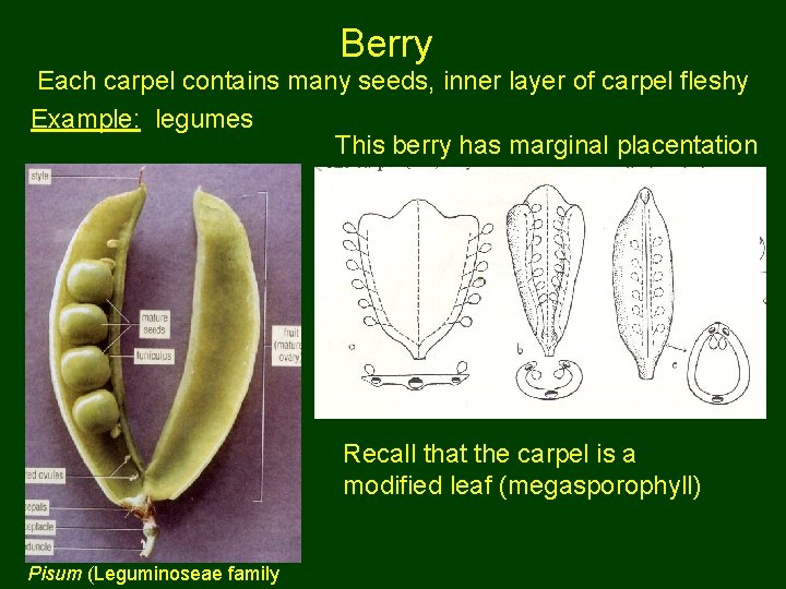 Berry Each carpel contains many seeds, inner layer of carpel fleshy Example: legumes This