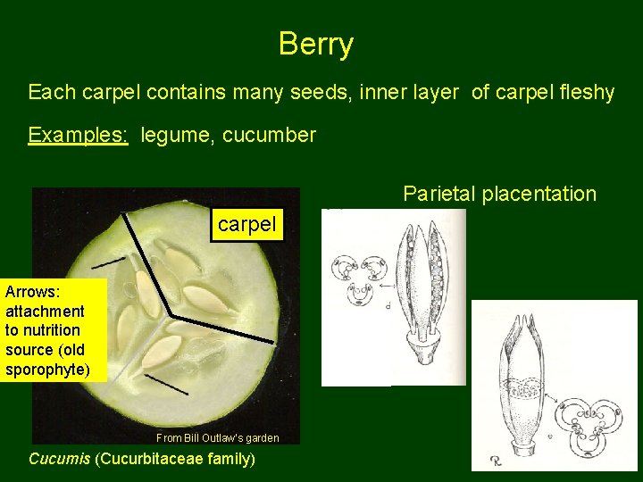 Berry Each carpel contains many seeds, inner layer of carpel fleshy Examples: legume, cucumber