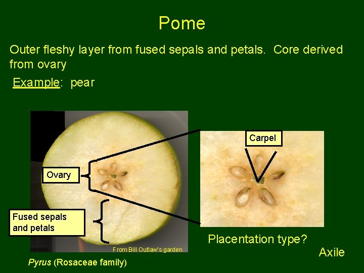 Pome Outer fleshy layer from fused sepals and petals. Core derived from ovary Example: