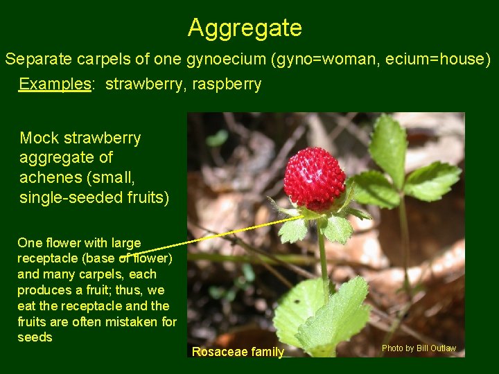 Aggregate Separate carpels of one gynoecium (gyno=woman, ecium=house) Examples: strawberry, raspberry Mock strawberry aggregate