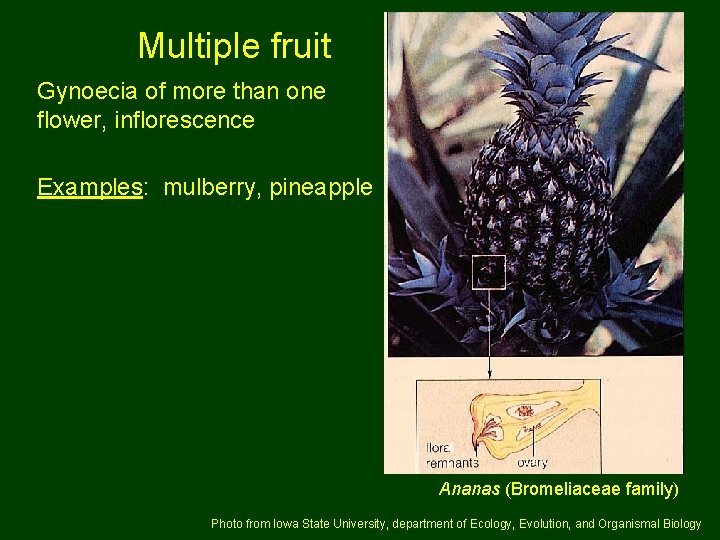 Multiple fruit Gynoecia of more than one flower, inflorescence Examples: mulberry, pineapple Ananas (Bromeliaceae