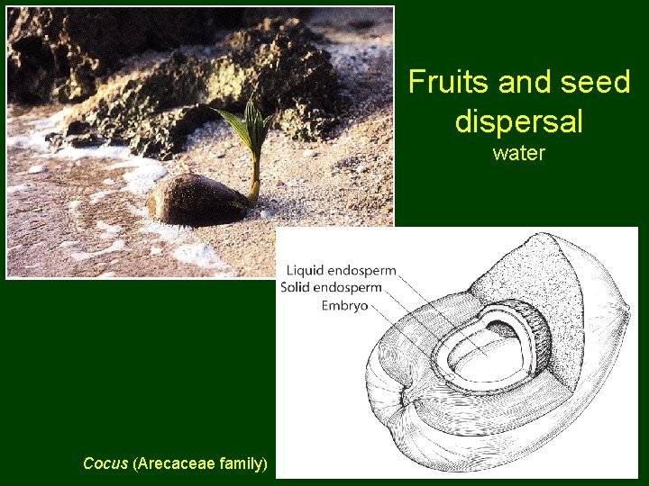 Fruits and seed dispersal water Cocus (Arecaceae family) 