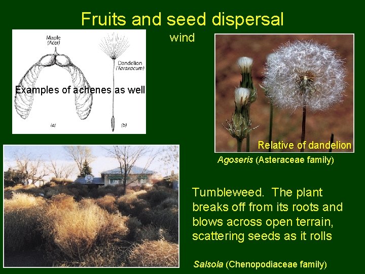 Fruits and seed dispersal wind Examples of achenes as well Relative of dandelion Agoseris