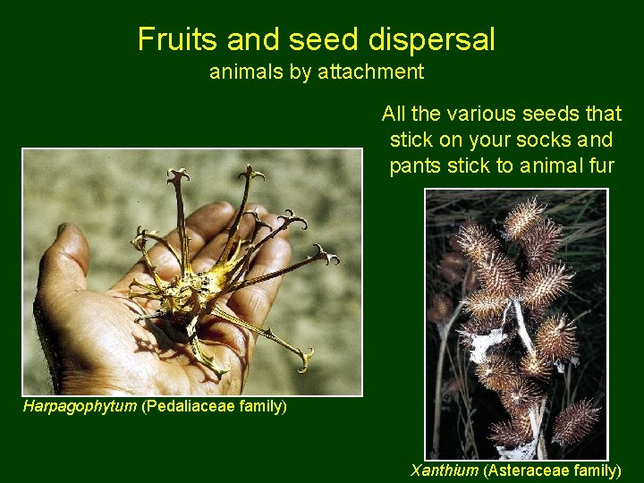 Fruits and seed dispersal animals by attachment All the various seeds that stick on