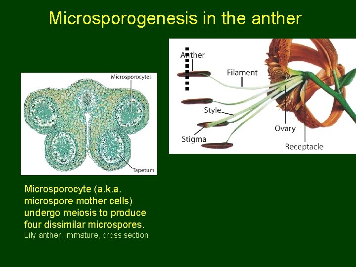 Microsporogenesis in the anther Microsporocyte (a. k. a. microspore mother cells) undergo meiosis to