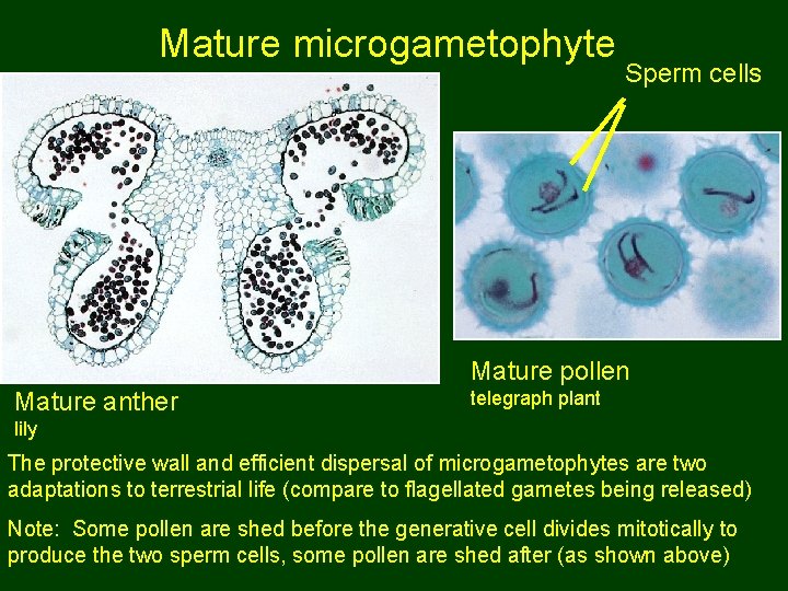 Mature microgametophyte Sperm cells Mature pollen Mature anther telegraph plant lily The protective wall