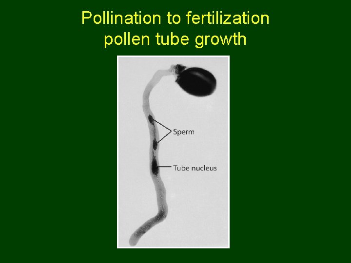 Pollination to fertilization pollen tube growth 