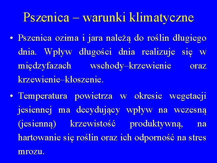 Pszenica – warunki klimatyczne • Pszenica ozima i jara należą do roślin długiego dnia.