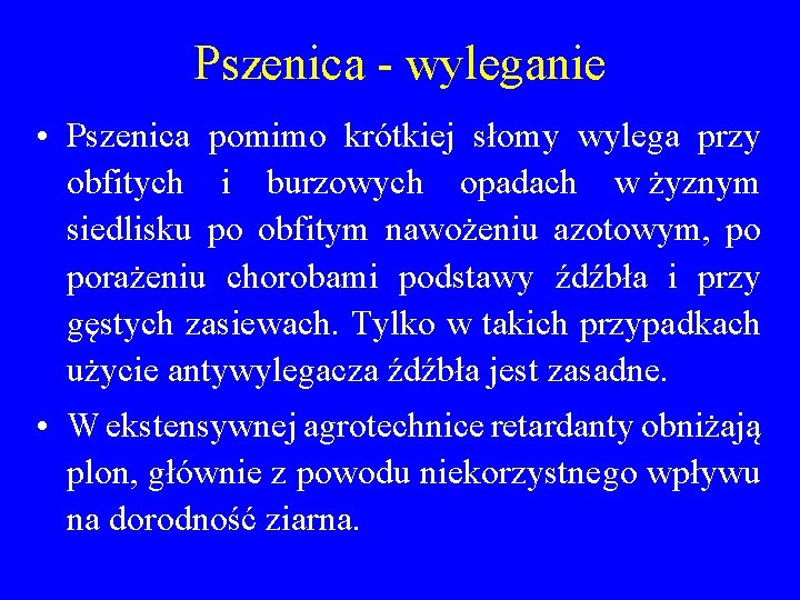 Pszenica - wyleganie • Pszenica pomimo krótkiej słomy wylega przy obfitych i burzowych opadach