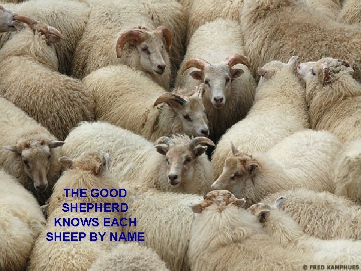 THE GOOD SHEPHERD KNOWS EACH SHEEP BY NAME 