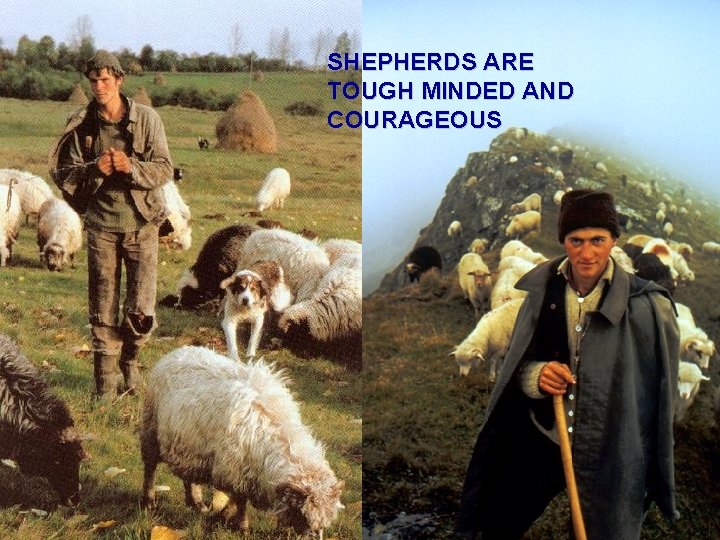 SHEPHERDS ARE TOUGH MINDED AND COURAGEOUS 