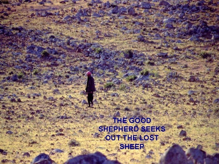 THE GOOD SHEPHERD SEEKS OUT THE LOST SHEEP 