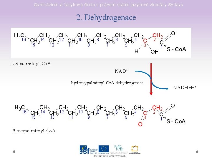 Gymnázium a Jazyková škola s právem státní jazykové zkoušky Svitavy 2. Dehydrogenace L-3 -palmitoyl-Co.