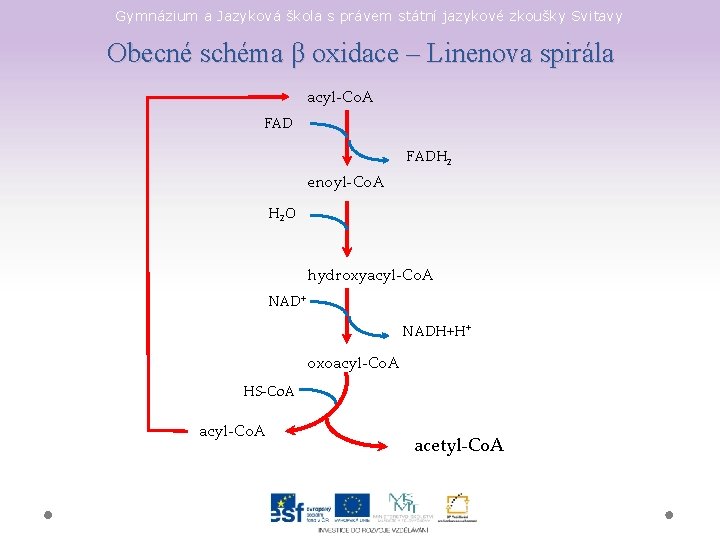 Gymnázium a Jazyková škola s právem státní jazykové zkoušky Svitavy Obecné schéma β oxidace