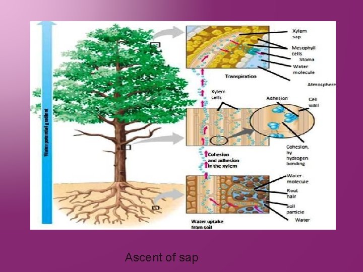 Ascent of sap 