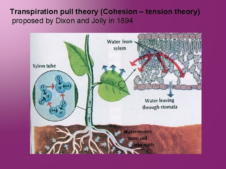 Transpiration pull theory (Cohesion – tension theory) proposed by Dixon and Jolly in 1894