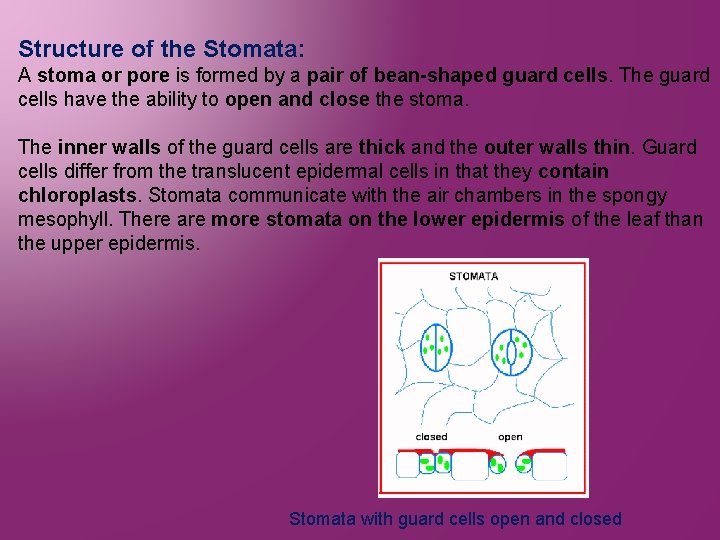 Structure of the Stomata: A stoma or pore is formed by a pair of