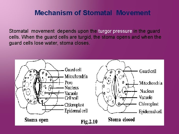 Mechanism of Stomatal Movement Stomatal movement depends upon the turgor pressure in the guard