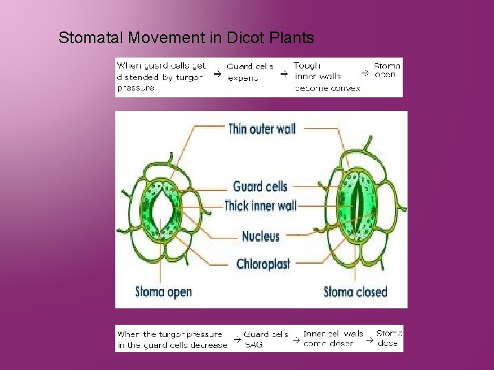 Stomatal Movement in Dicot Plants 