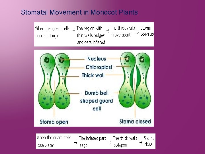 Stomatal Movement in Monocot Plants 