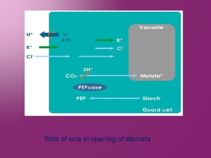 Role of ions in opening of stomata 