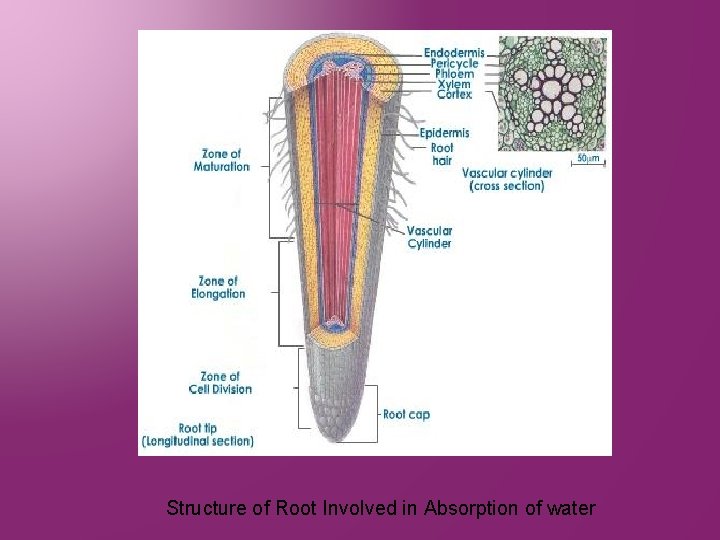 Structure of Root Involved in Absorption of water 