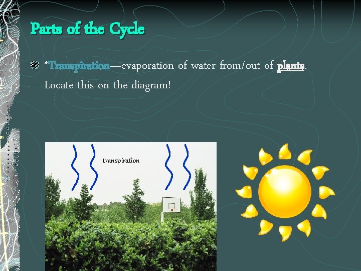 Parts of the Cycle *Transpiration—evaporation of water from/out of plants. Locate this on the