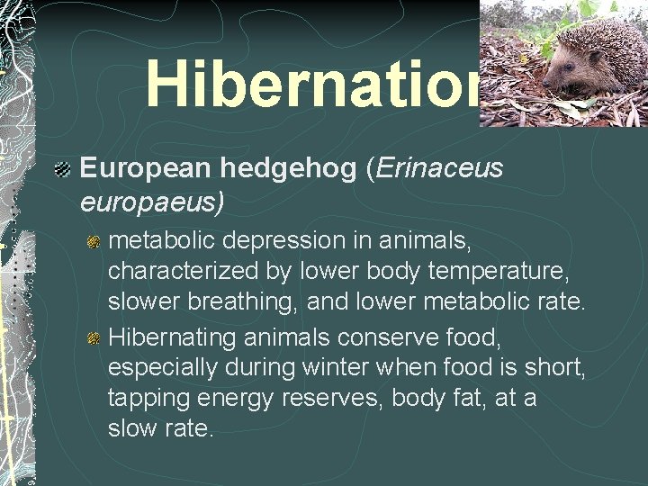 Hibernation European hedgehog (Erinaceus europaeus) metabolic depression in animals, characterized by lower body temperature,