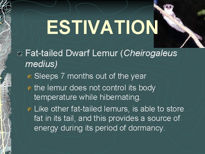 ESTIVATION Fat-tailed Dwarf Lemur (Cheirogaleus medius) Sleeps 7 months out of the year the