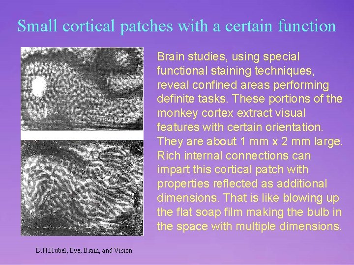 Small cortical patches with a certain function Brain studies, using special functional staining techniques,