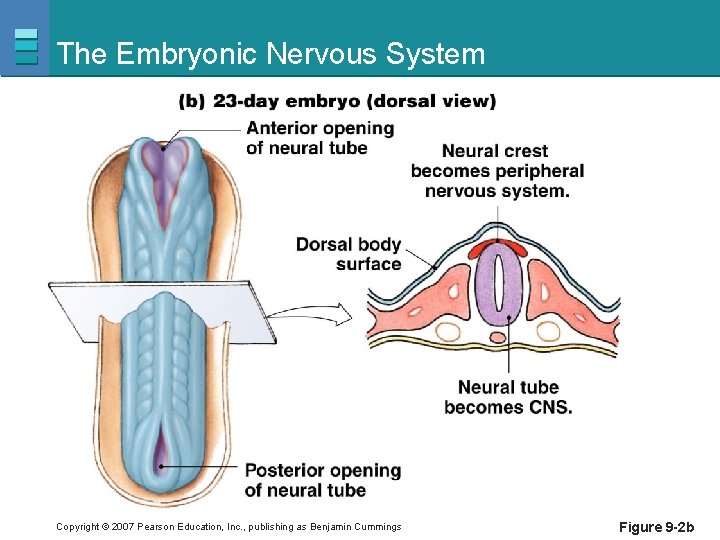 The Embryonic Nervous System Copyright © 2007 Pearson Education, Inc. , publishing as Benjamin