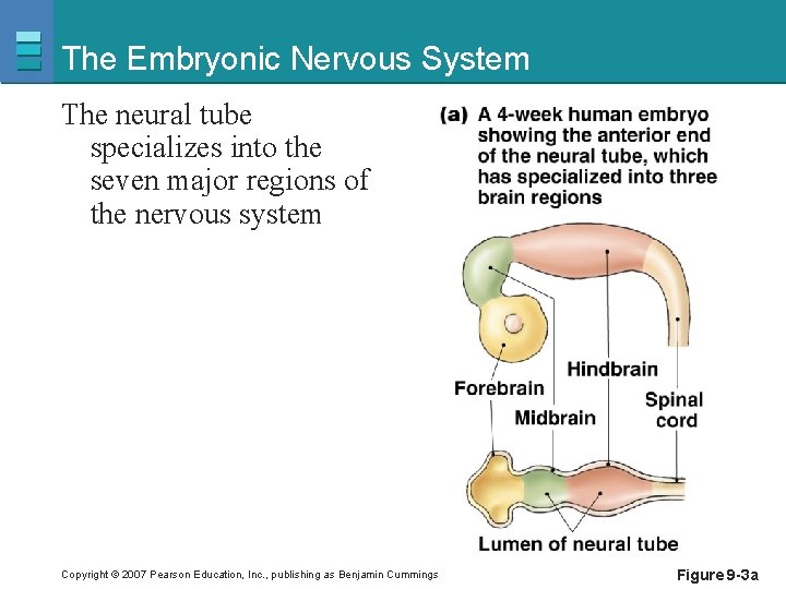 The Embryonic Nervous System The neural tube specializes into the seven major regions of