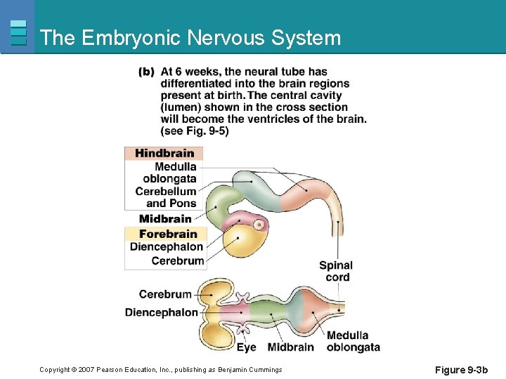 The Embryonic Nervous System Copyright © 2007 Pearson Education, Inc. , publishing as Benjamin