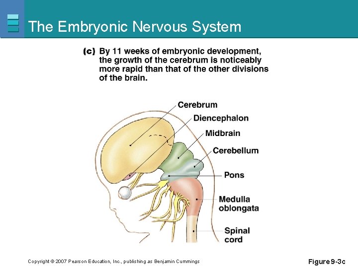 The Embryonic Nervous System Copyright © 2007 Pearson Education, Inc. , publishing as Benjamin