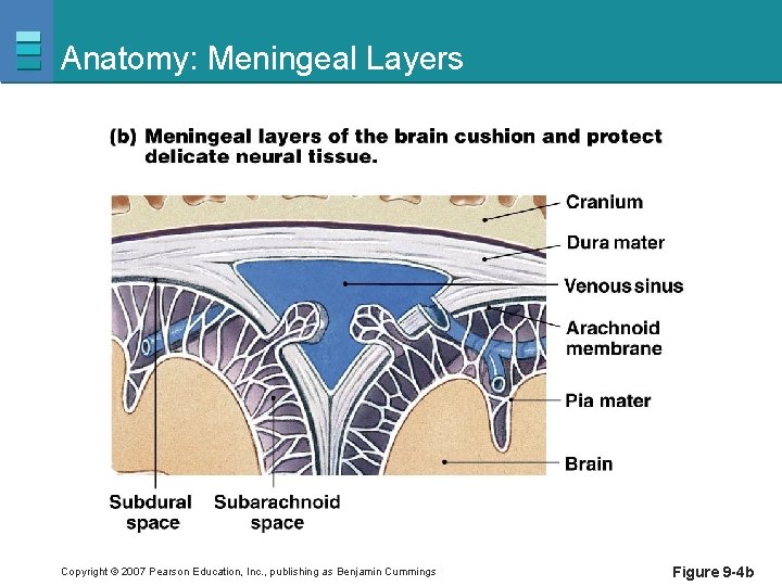 Anatomy: Meningeal Layers Copyright © 2007 Pearson Education, Inc. , publishing as Benjamin Cummings