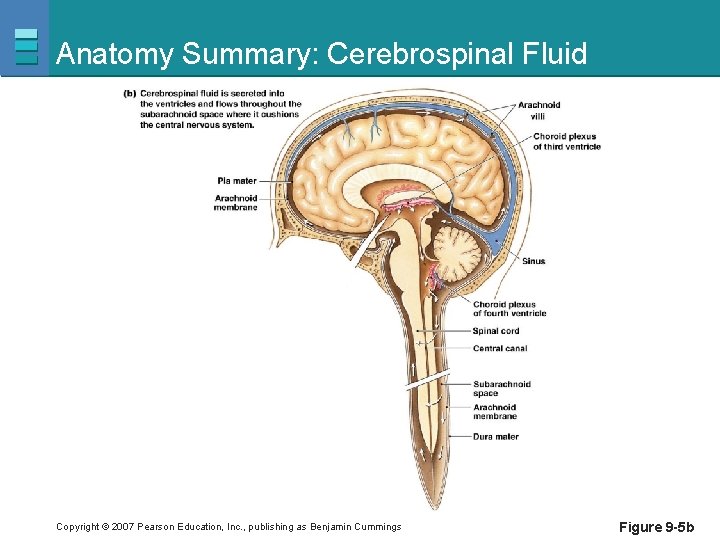 Anatomy Summary: Cerebrospinal Fluid Copyright © 2007 Pearson Education, Inc. , publishing as Benjamin