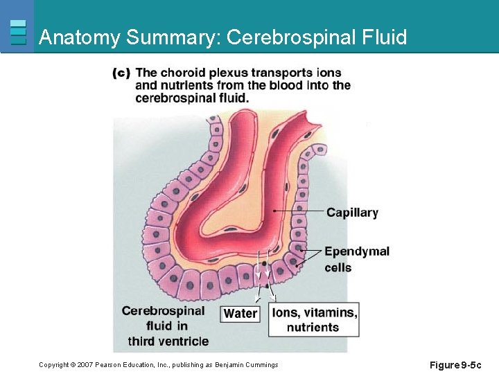 Anatomy Summary: Cerebrospinal Fluid Copyright © 2007 Pearson Education, Inc. , publishing as Benjamin