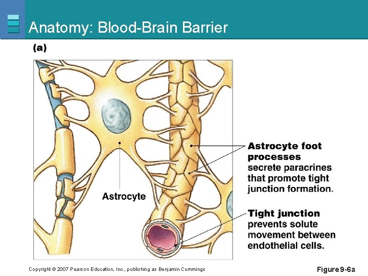 Anatomy: Blood-Brain Barrier Copyright © 2007 Pearson Education, Inc. , publishing as Benjamin Cummings