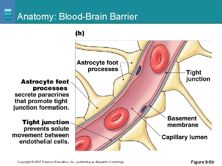 Anatomy: Blood-Brain Barrier Copyright © 2007 Pearson Education, Inc. , publishing as Benjamin Cummings