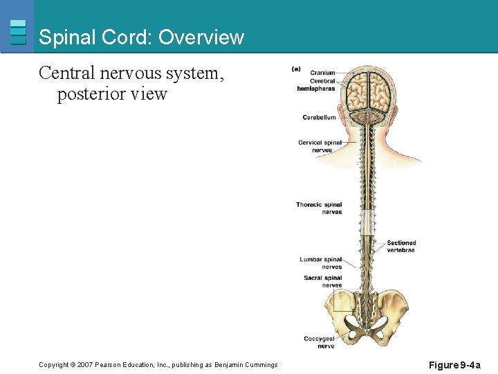 Spinal Cord: Overview Central nervous system, posterior view Copyright © 2007 Pearson Education, Inc.