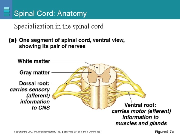 Spinal Cord: Anatomy Specialization in the spinal cord Copyright © 2007 Pearson Education, Inc.