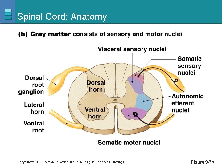 Spinal Cord: Anatomy Copyright © 2007 Pearson Education, Inc. , publishing as Benjamin Cummings