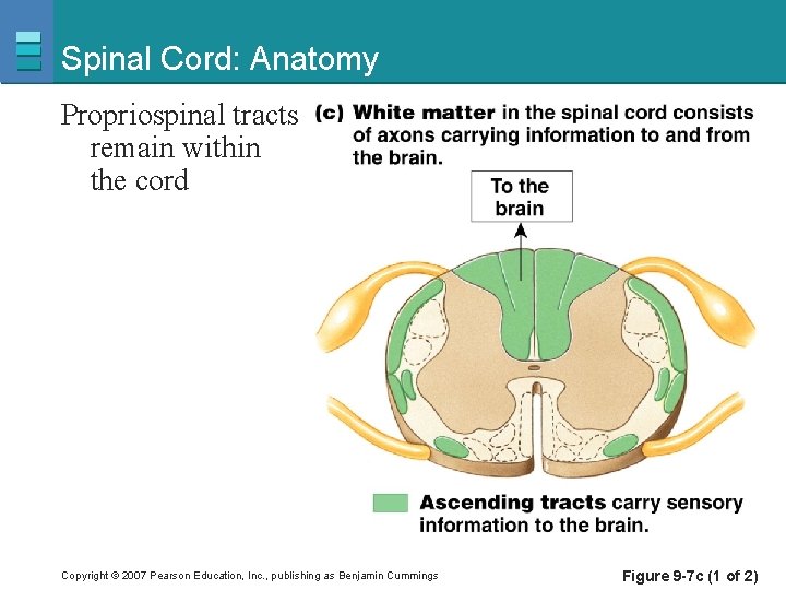 Spinal Cord: Anatomy Propriospinal tracts remain within the cord Copyright © 2007 Pearson Education,