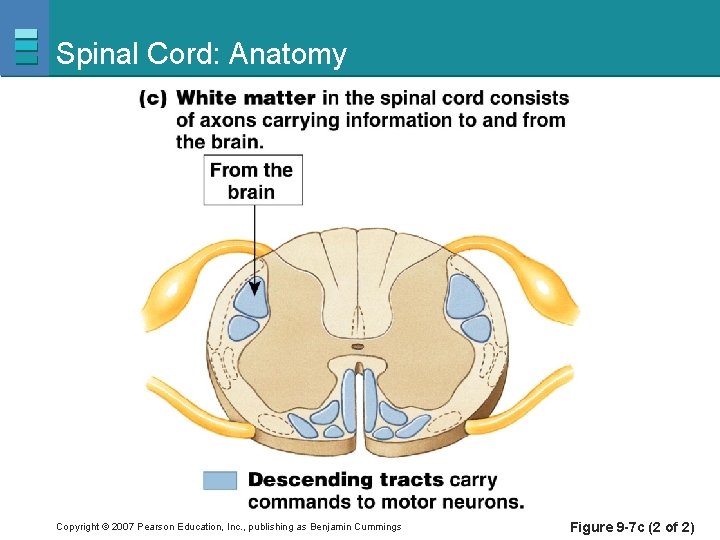 Spinal Cord: Anatomy Copyright © 2007 Pearson Education, Inc. , publishing as Benjamin Cummings
