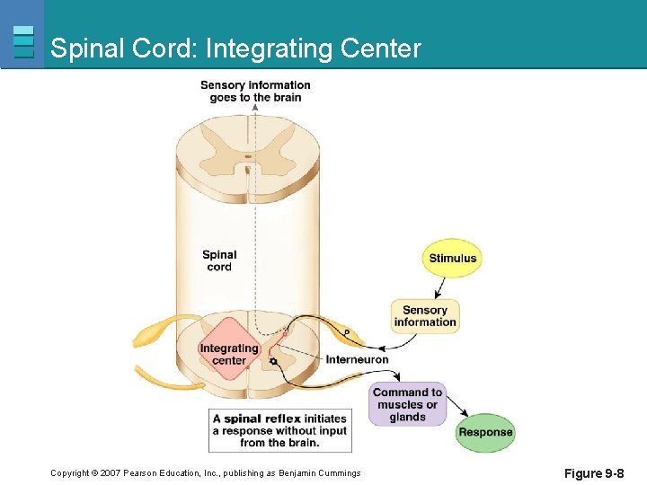 Spinal Cord: Integrating Center Copyright © 2007 Pearson Education, Inc. , publishing as Benjamin