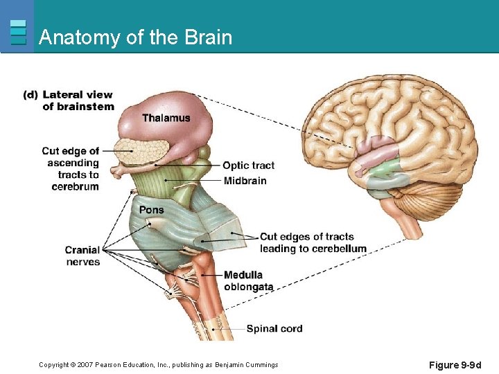 Anatomy of the Brain Copyright © 2007 Pearson Education, Inc. , publishing as Benjamin